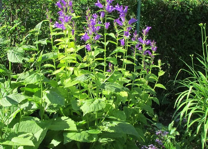 Willa Dewajtis فندق مبيت وإفطار 2*