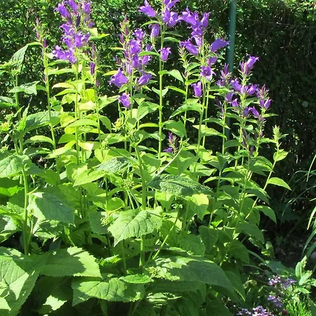 Dewajtis Bed & Breakfast 2*