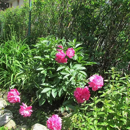 Willa Dewajtis Bed and breakfast Zakopane